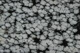 Polished Snowflake Obsidian Section - Utah #117762-1